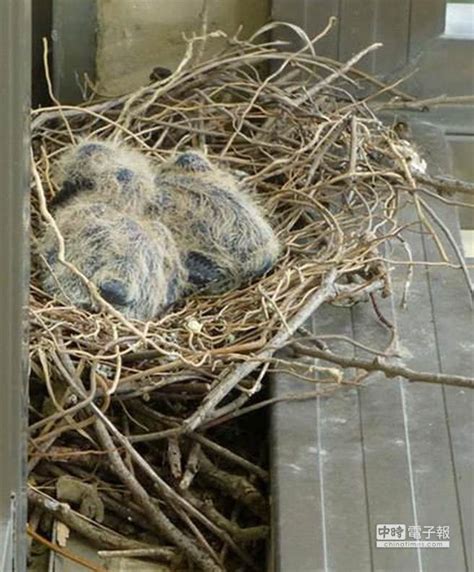 家中有鳥築巢 風水|【家中有鳥築巢】鳥築巢兆頭！家中有鳥築巢的風水好運